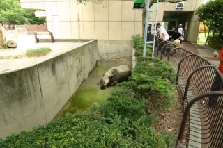 モートを活用したシロサイのぬた場 じっくり見学 動物園