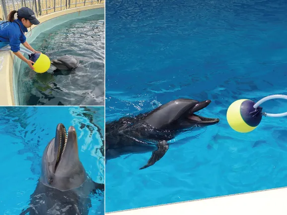 飼育担当者が差し出す黄色いボールを受け取るバンドウイルカと、水面から顔を出して口を開ける様子